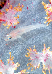 Tiny goby.
Moal Boal , Cebù . Nikon D200, 105 micro, twi... by Marchione Giacomo 
